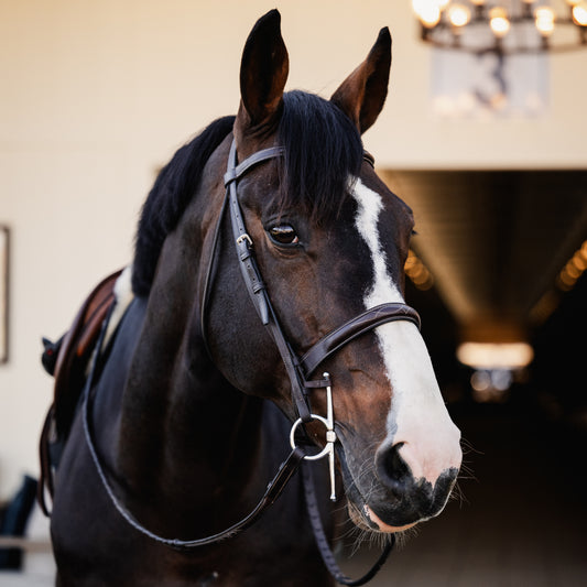 VENICE Hunter Bridle - HAYLO Equestrian