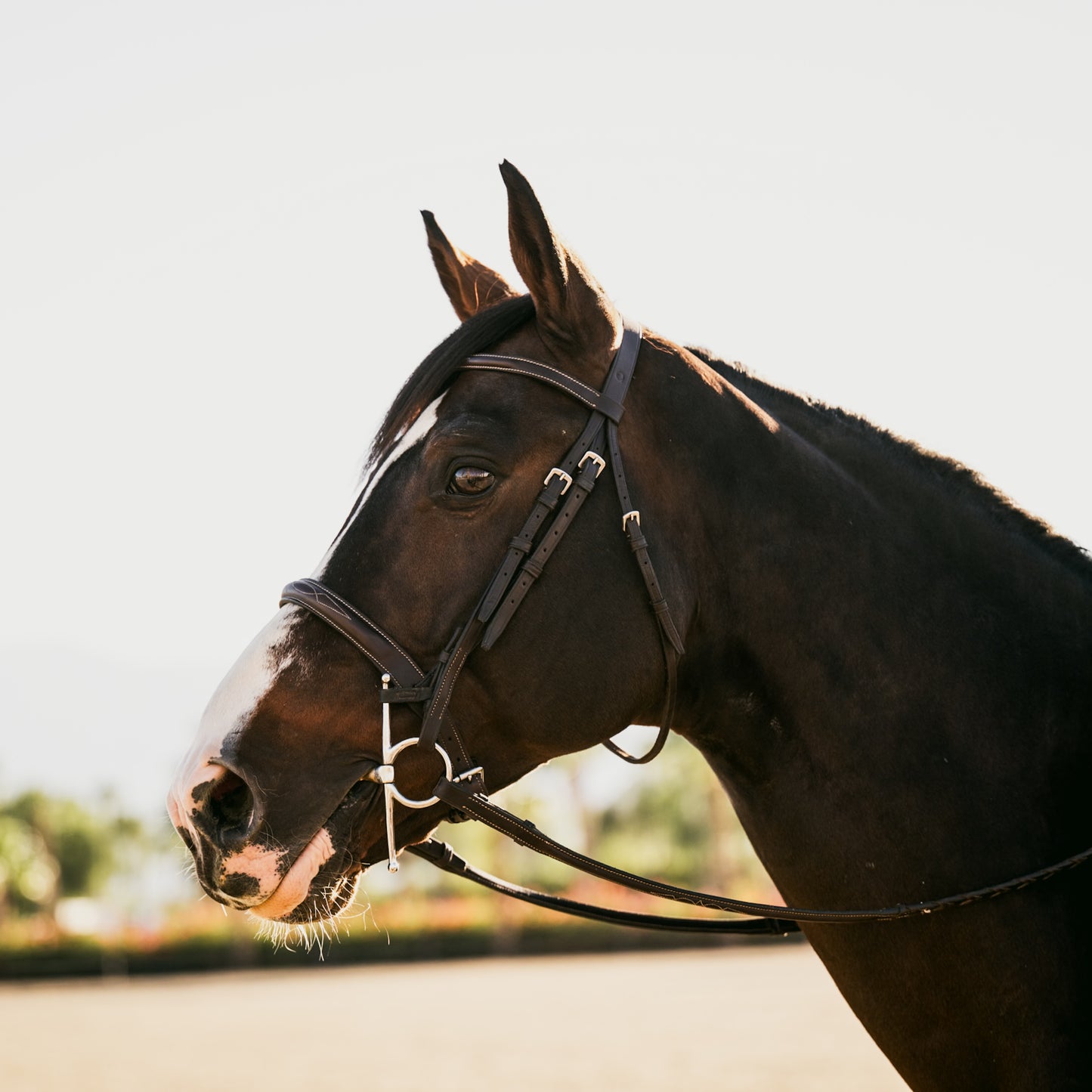 VENICE Hunter Bridle - HAYLO Equestrian